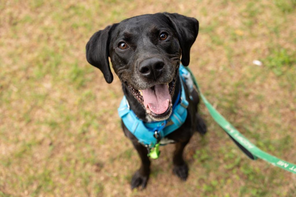 Enlarge Dembe, a Adoptable mixed breed in Raleigh, NC image 4/6