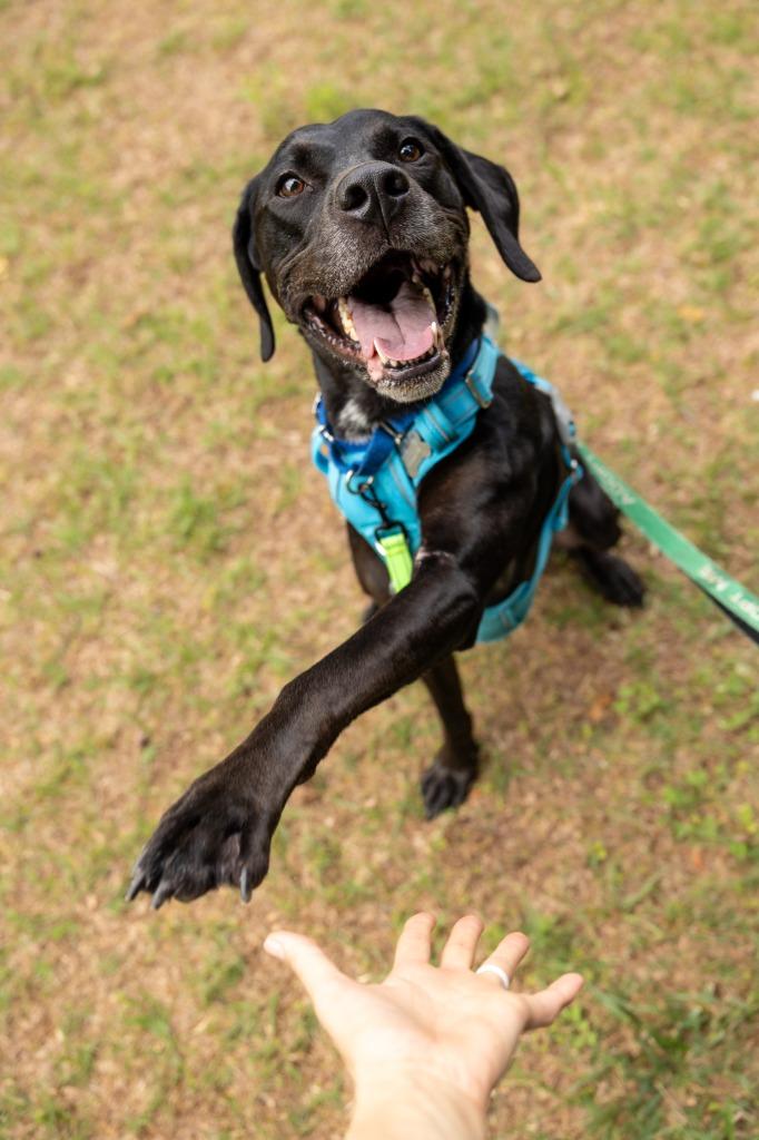 Enlarge Dembe, a Adoptable mixed breed in Raleigh, NC image 5/6