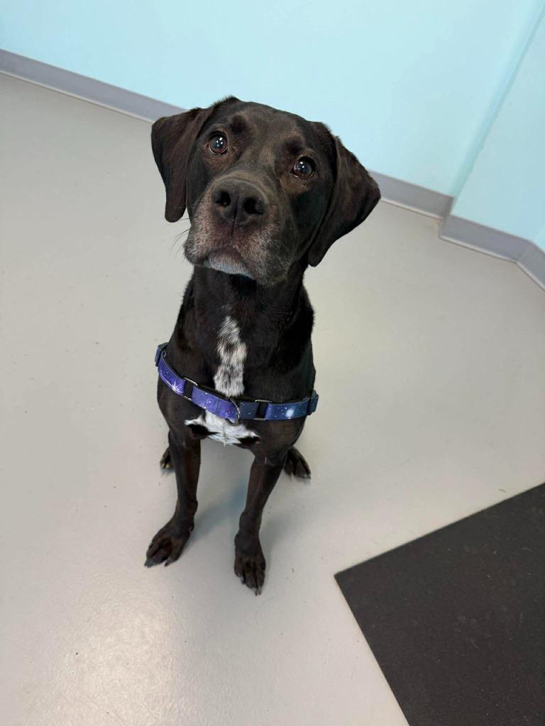 Enlarge Dembe, a Adoptable mixed breed in Raleigh, NC image 5/6