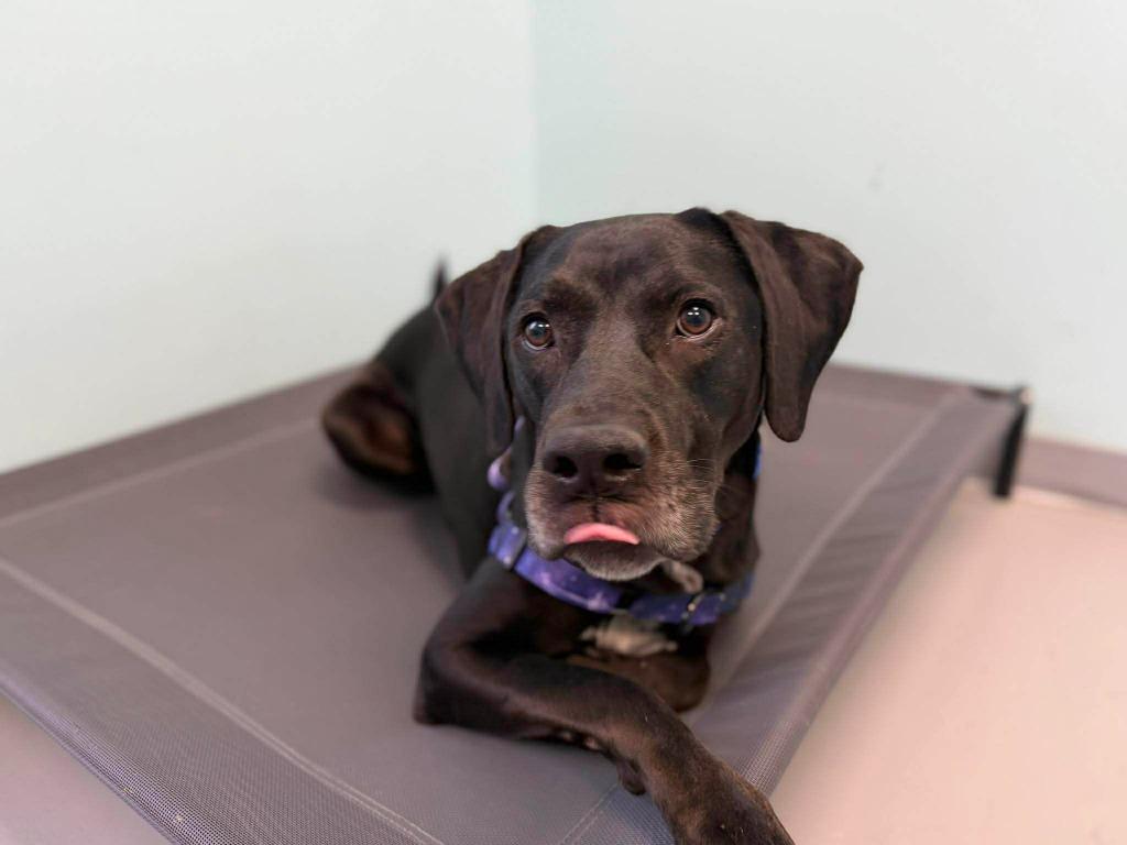 Enlarge Dembe, a Adoptable mixed breed in Raleigh, NC image 6/6