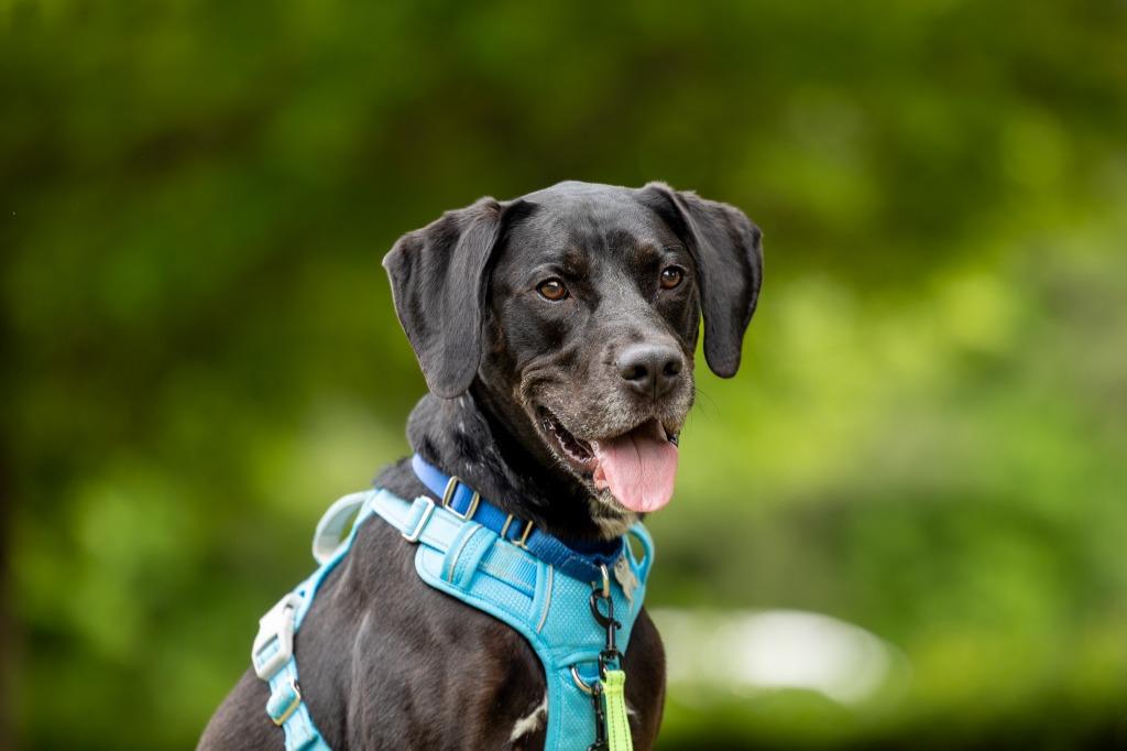 Enlarge Dembe, a Adoptable mixed breed in Raleigh, NC image 6/6