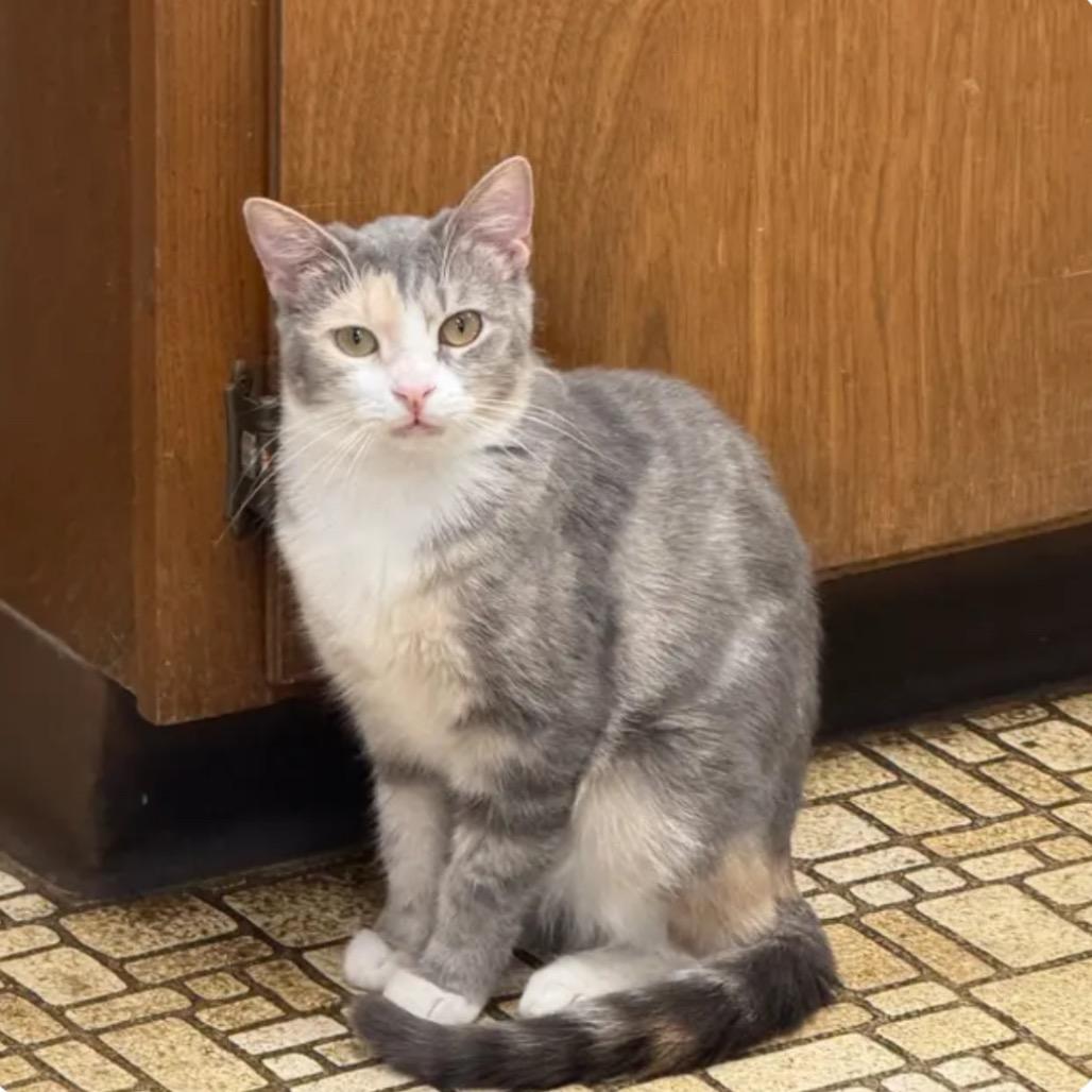 Twister, adopted, Adult Female Domestic Short Hair.