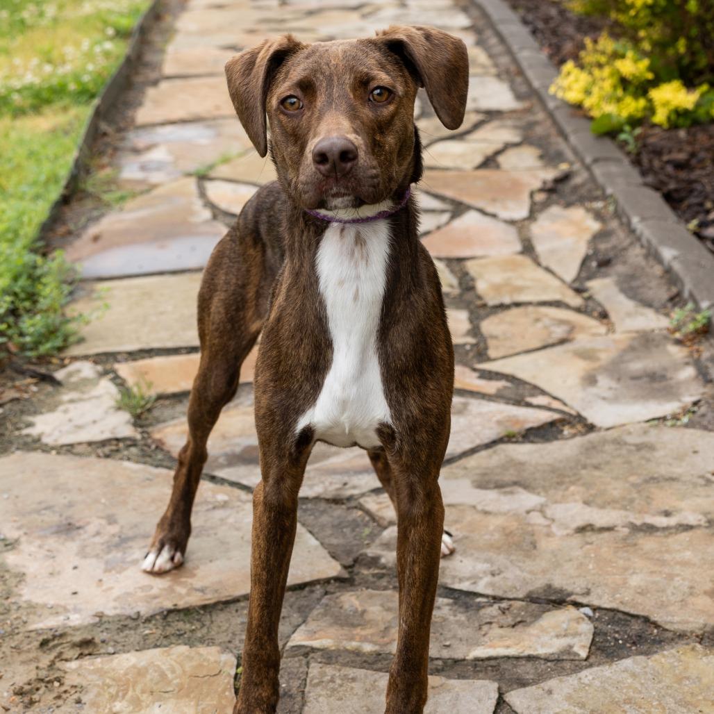Chicory, ADOPTABLE, Young Female Mixed Breed.