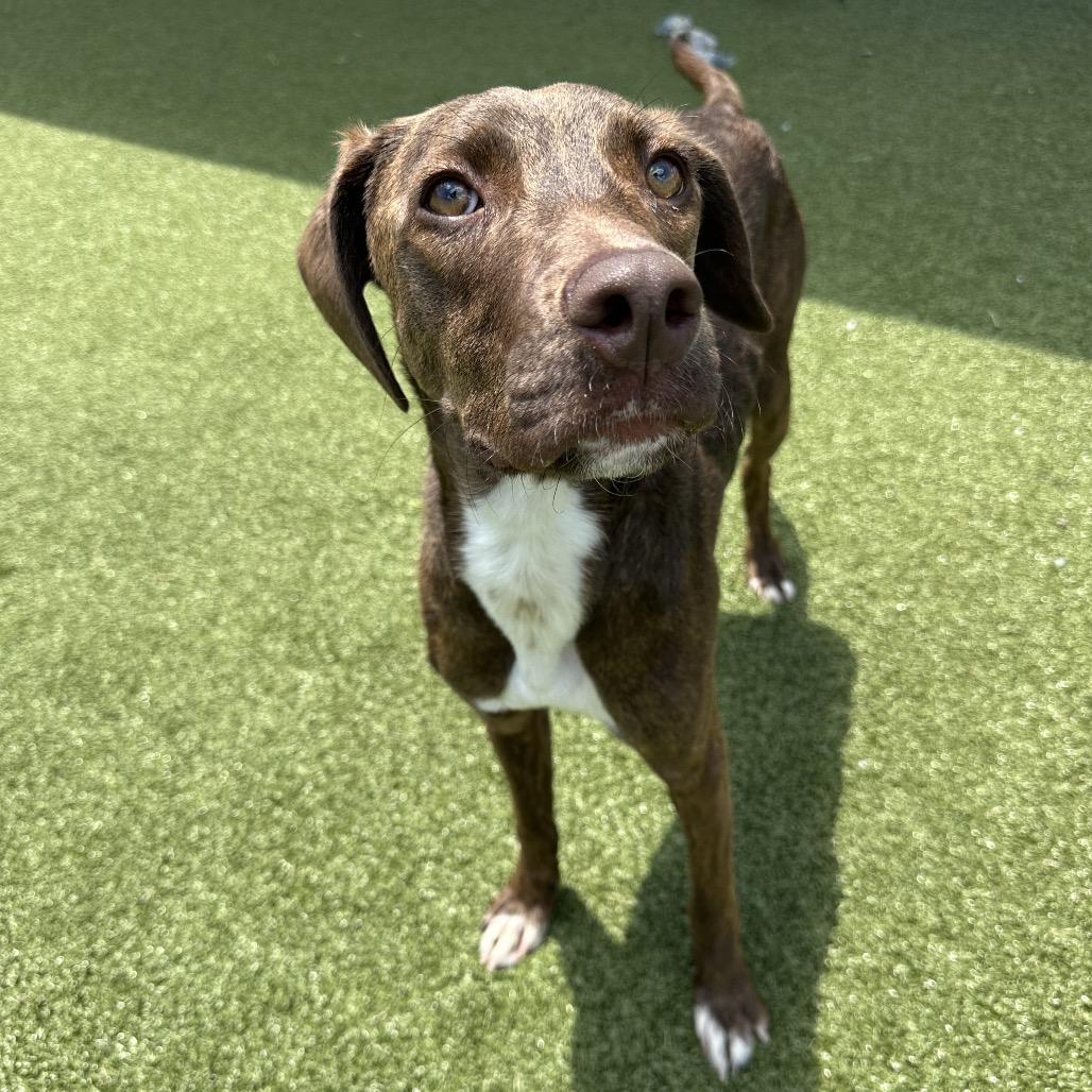 Enlarge Chicory, a ADOPTABLE Mixed Breed in Cape Girardeau, MO image 2/3