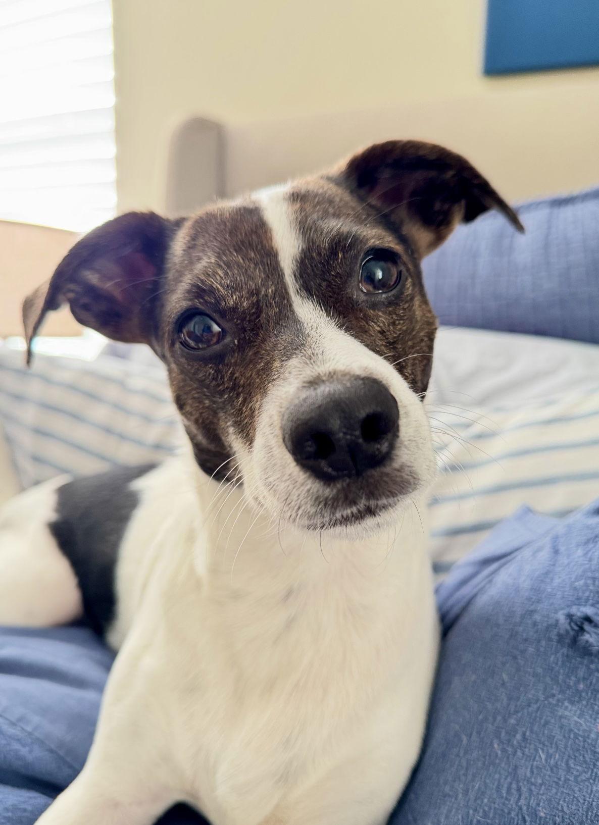 Enlarge Penny, a Adopted mixed breed in Mount Pleasant, SC image 1/3