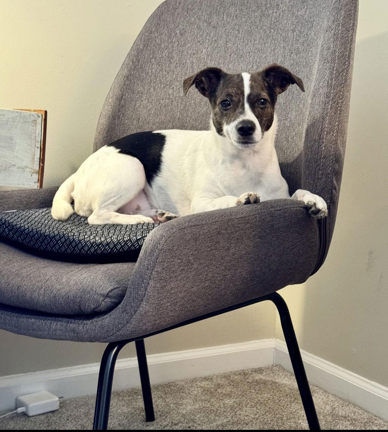 Enlarge Penny, a Adopted mixed breed in Mount Pleasant, SC image 2/3