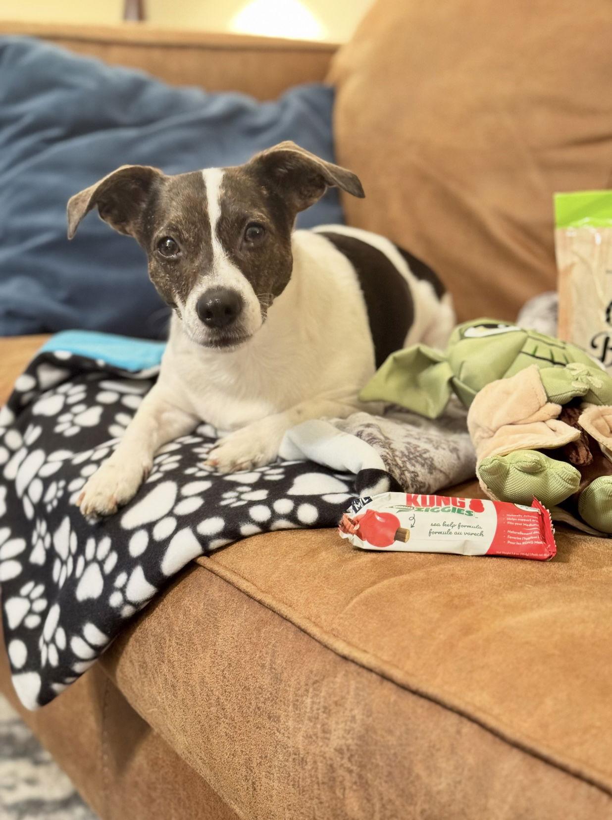 Enlarge Penny, a Adopted mixed breed in Mount Pleasant, SC image 3/3