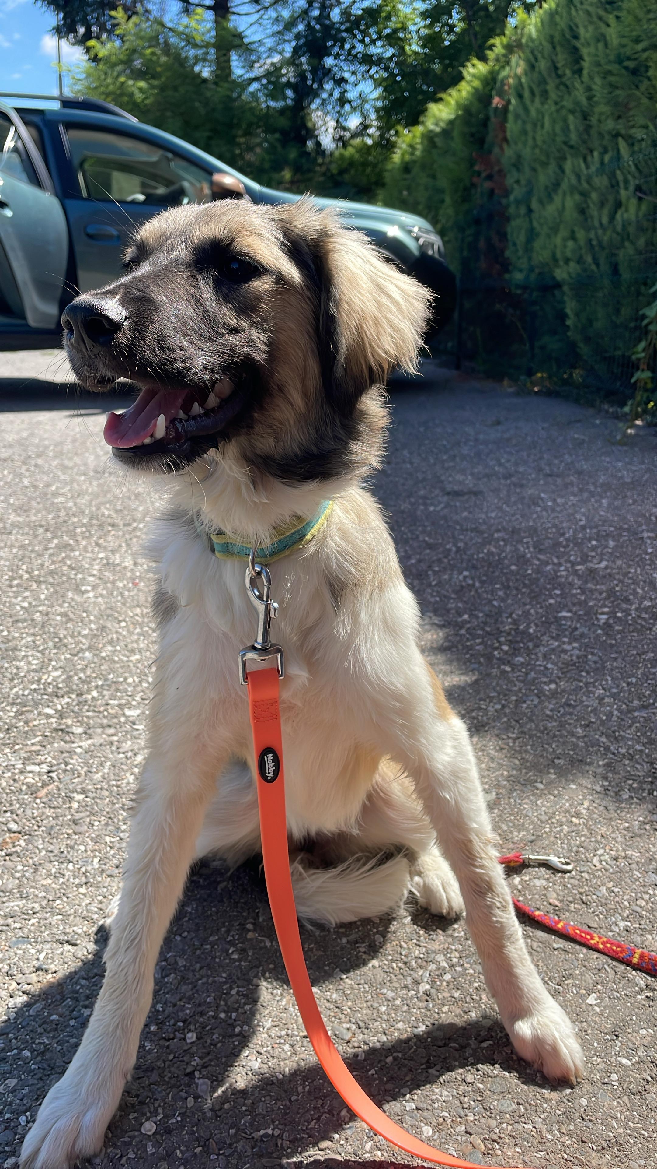 Mia, Adoptable, Puppy Female German Shepherd Dog & Mixed Breed.