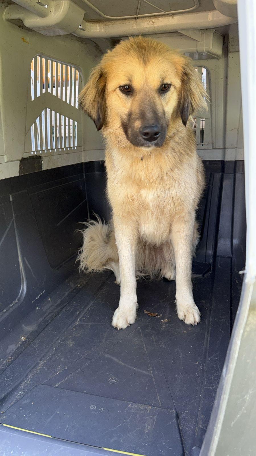 Mia, adoptable, Young Female German Shepherd Dog & Mixed Breed.