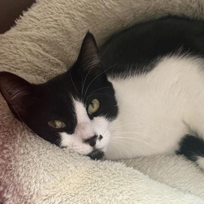 Tootsie, Adoptable, Adult Female Domestic Short Hair & Domestic Short Hair.