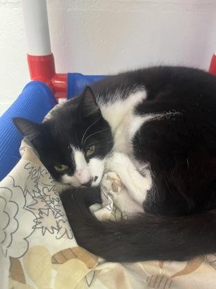 Tootsie, a Adoptable mixed breed in Largo, FL image 3/3