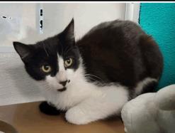 Tootsie, Adoptable, Adult Female Domestic Short Hair & Domestic Short Hair.