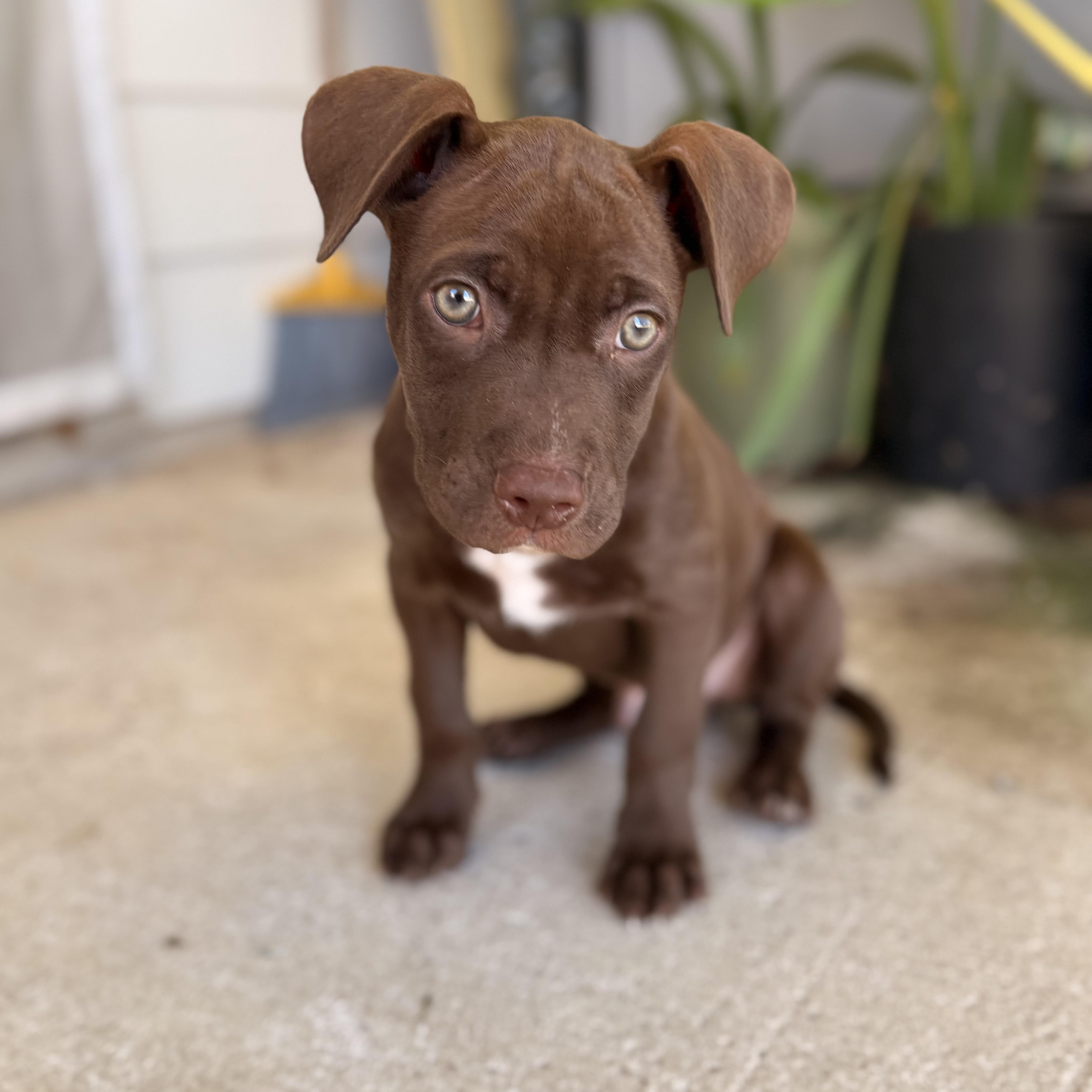 Enlarge Mango, a Adopted mixed breed in houston, TX image 1/6