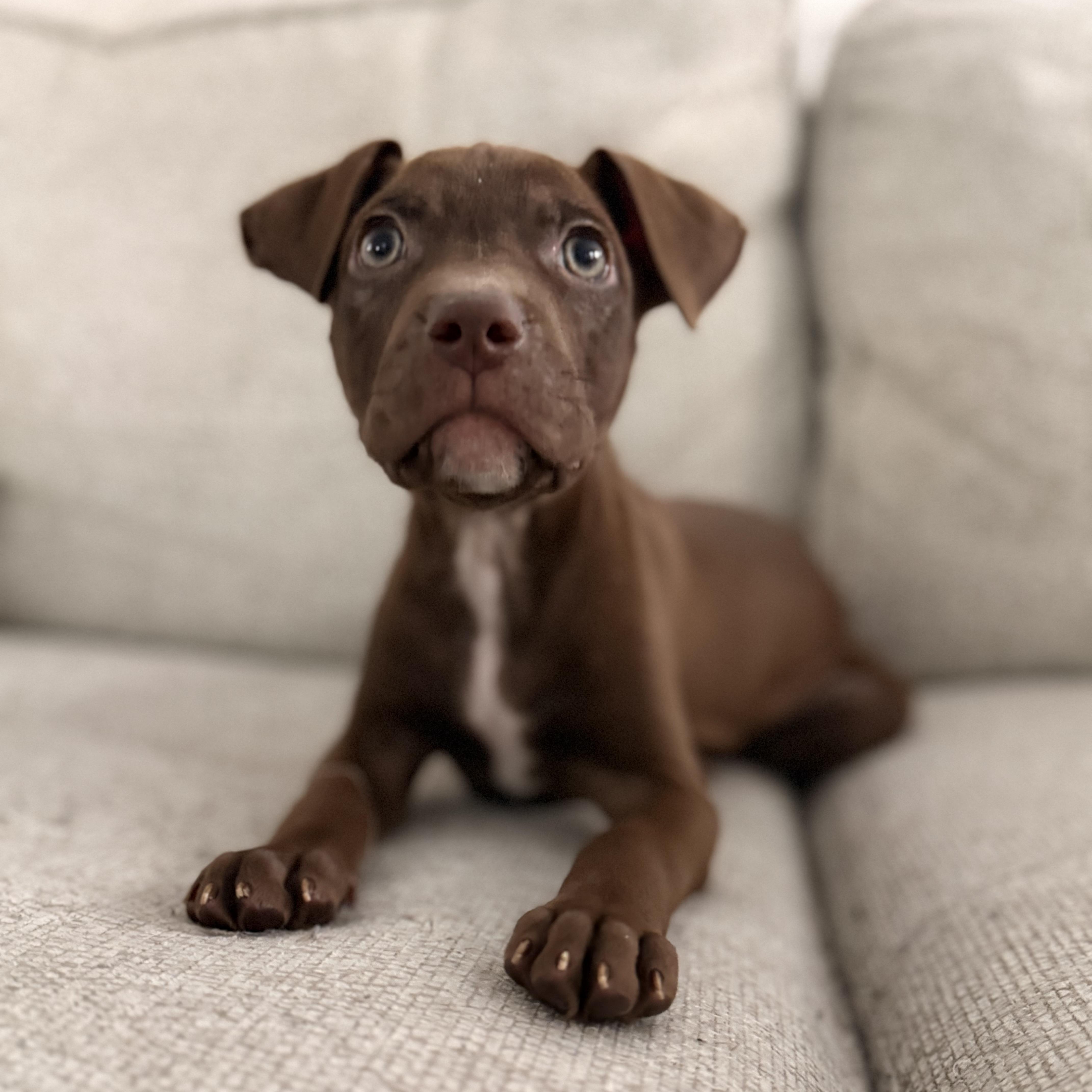 Enlarge Mango, a Adopted mixed breed in houston, TX image 2/6