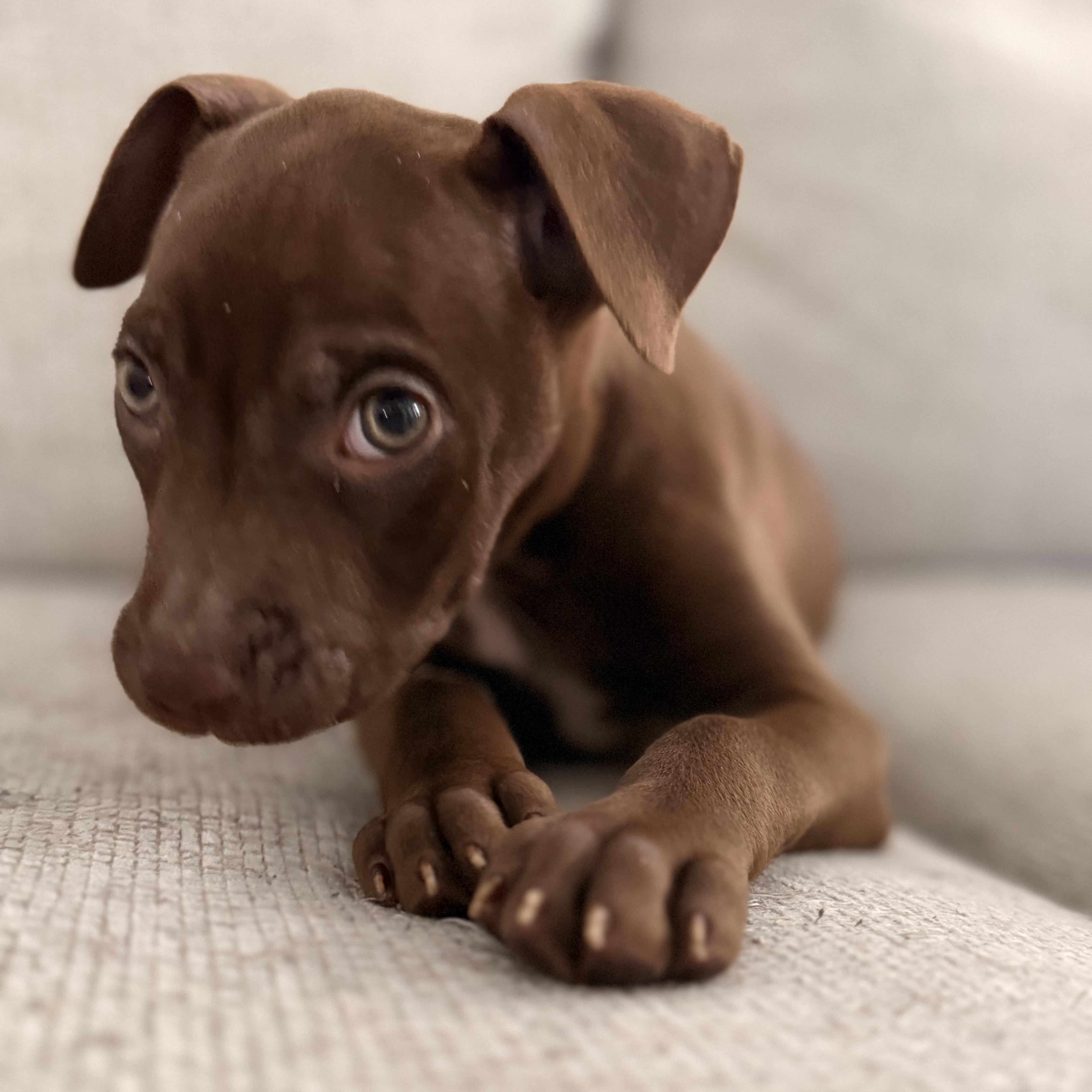 Enlarge Mango, a Adopted mixed breed in houston, TX image 5/6