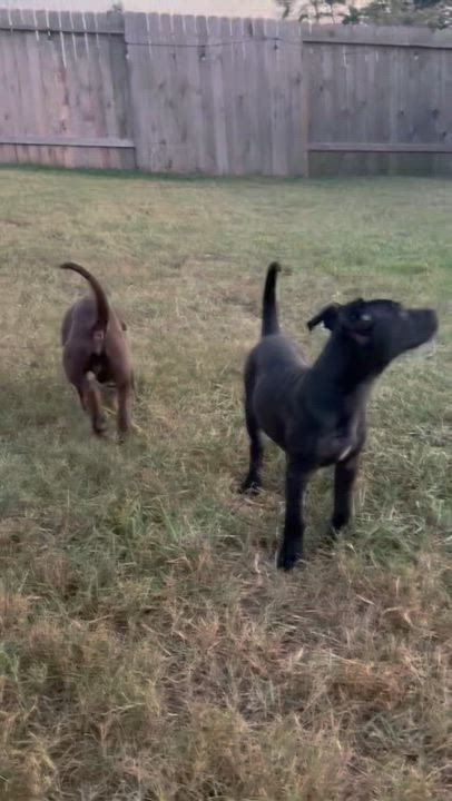 Enlarge Mango, a Adopted mixed breed in houston, TX video 6/6