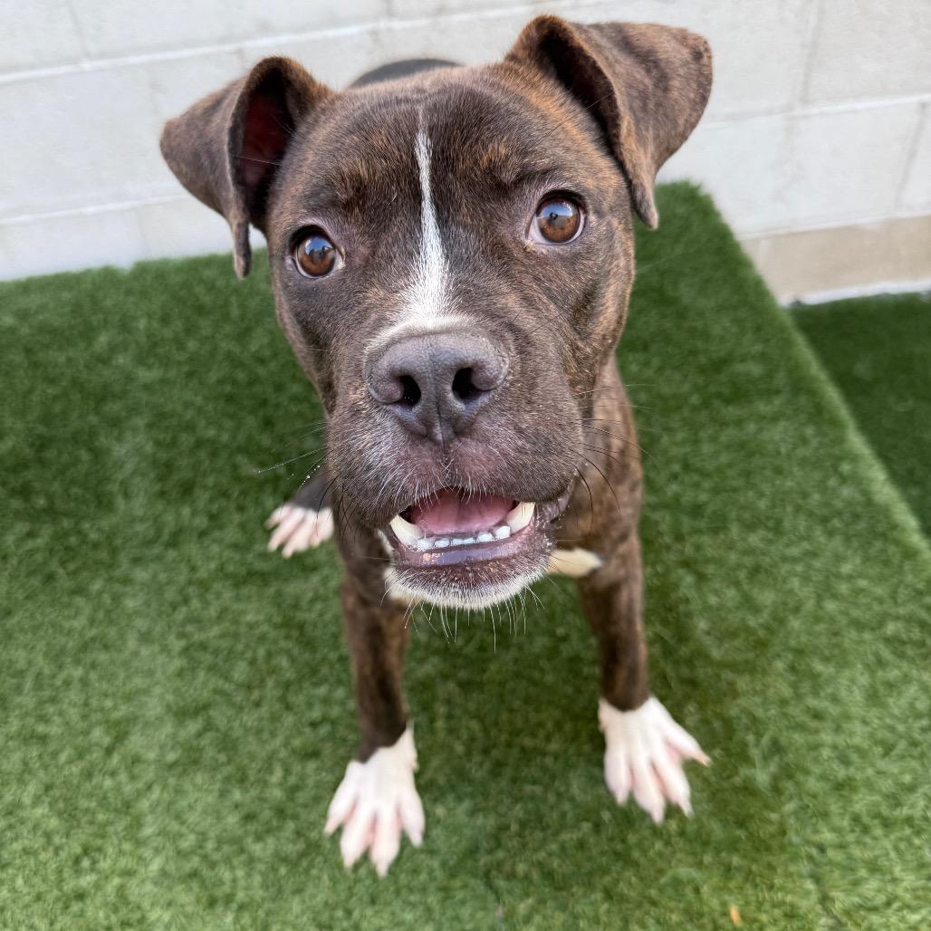 Marvin, a Adoptable mixed breed in Los Angeles, CA image 1/5