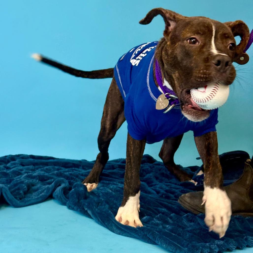 Marvin, a Adoptable mixed breed in Los Angeles, CA image 2/5