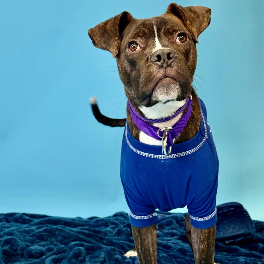 Marvin, a Adoptable mixed breed in Los Angeles, CA image 3/5