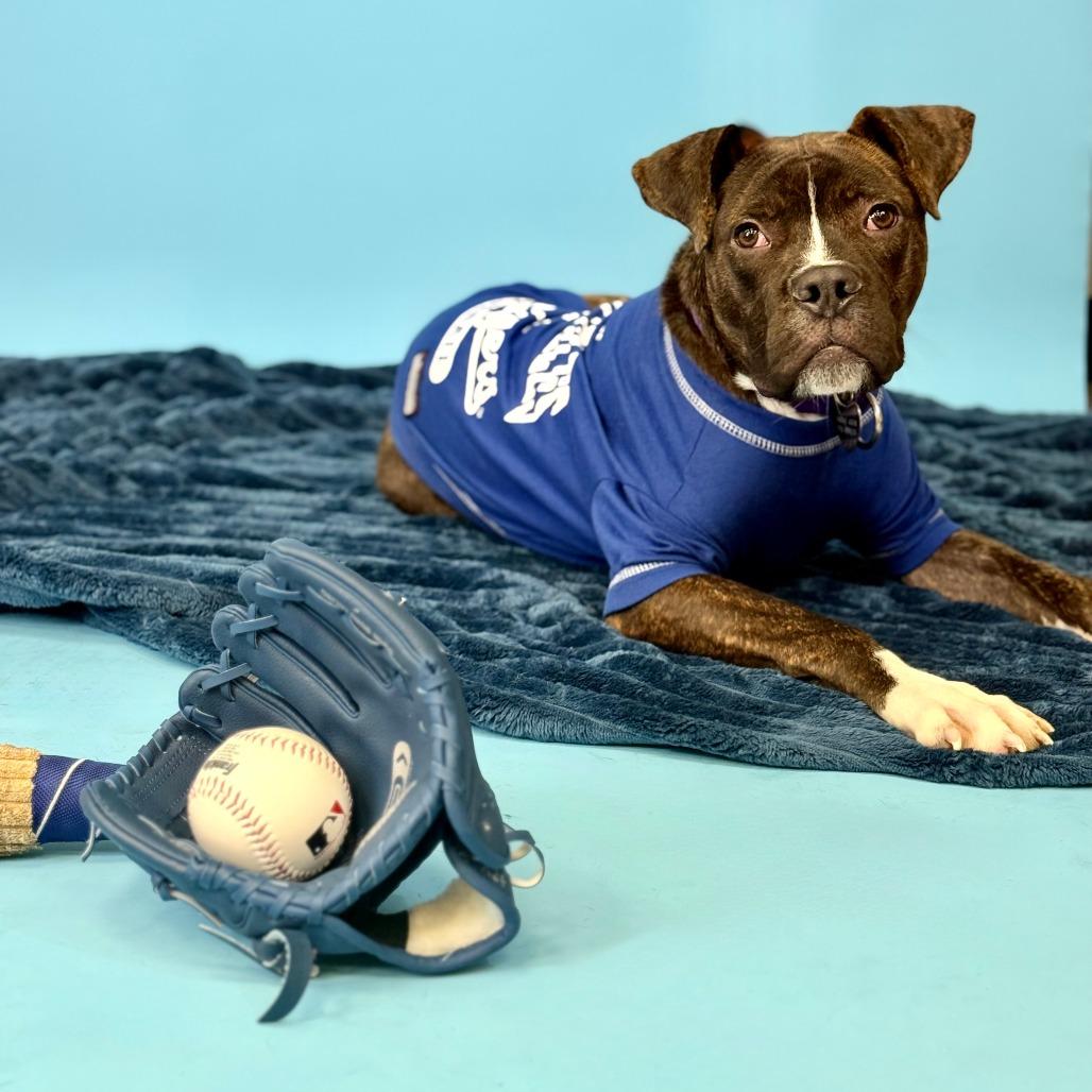 Marvin, a Adoptable mixed breed in Los Angeles, CA image 4/5