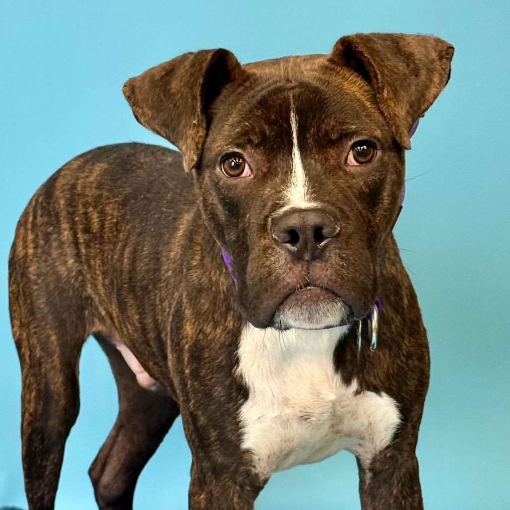 Marvin, a Adoptable mixed breed in Los Angeles, CA image 5/5