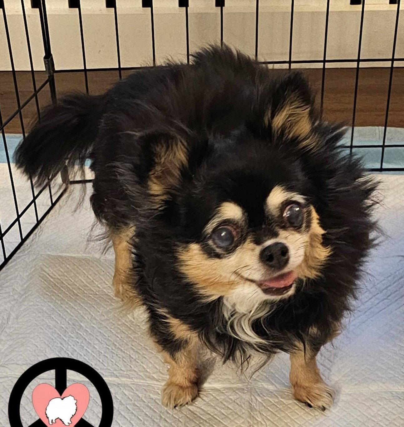 Skylar, Adoptable, Senior Female Pomeranian & Chihuahua.