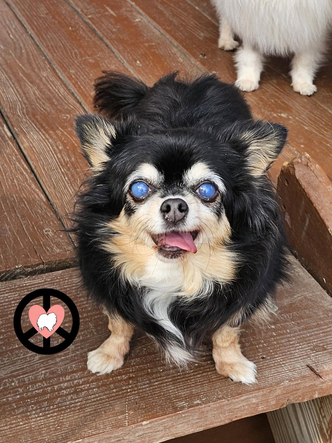 Enlarge Skylar, a Adoptable mixed breed in Lebanon, PA image 2/3