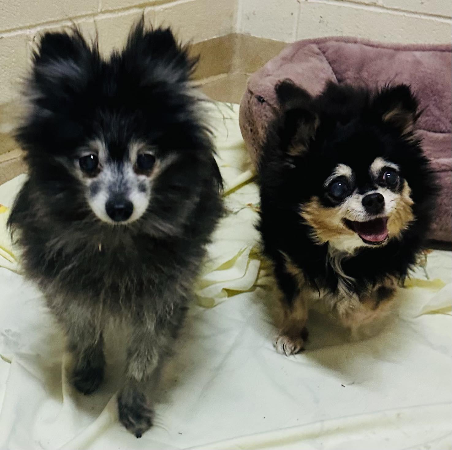 Enlarge Skylar, a Adoptable mixed breed in Lebanon, PA image 3/3