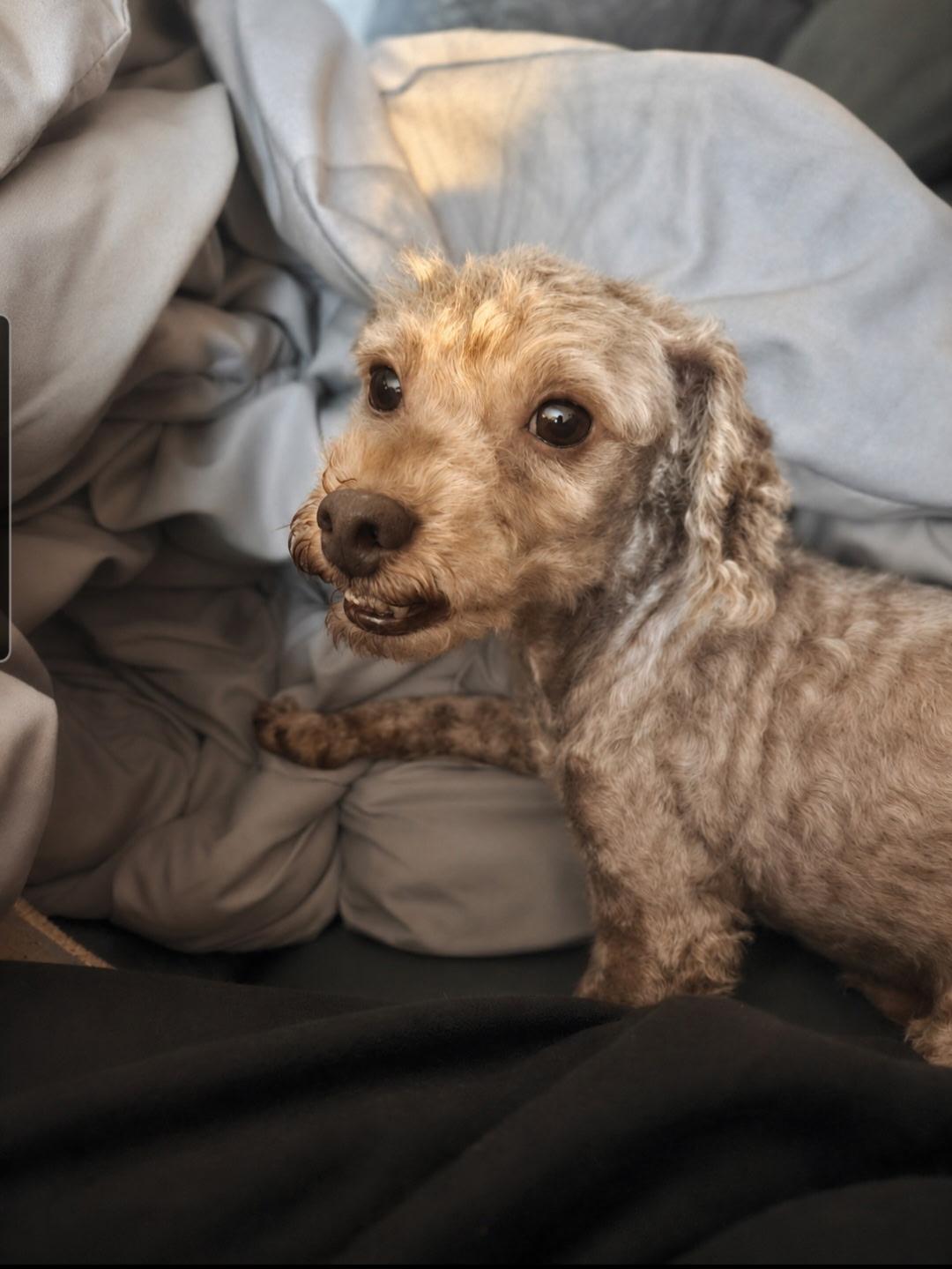 Enlarge Shakespeare, a ADOPTABLE Miniature Poodle in Tulsa, OK image 4/4