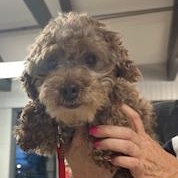 Shakespeare, ADOPTABLE, Adult Male Miniature Poodle.