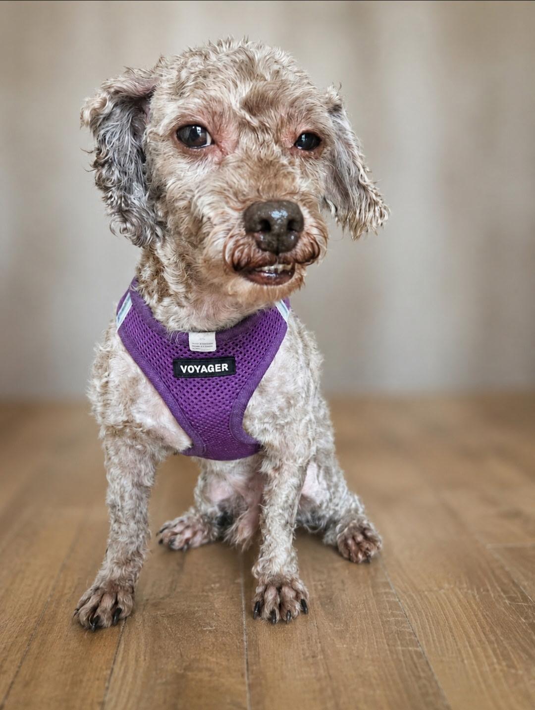 Shakespeare, ADOPTABLE, Senior Male Miniature Poodle.