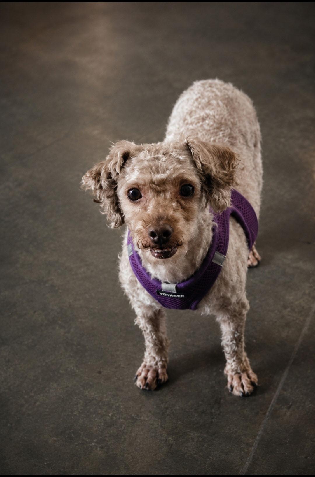Enlarge Shakespeare, a ADOPTABLE Miniature Poodle in Tulsa, OK image 3/4