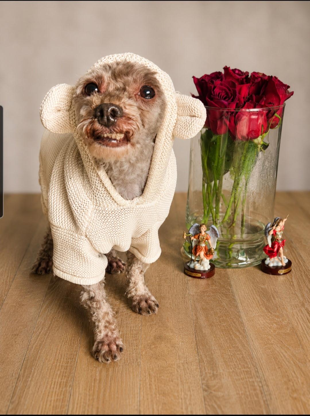 Enlarge Shakespeare, a ADOPTABLE Miniature Poodle in Tulsa, OK image 2/4