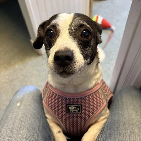 Daisy, a ADOPTABLE mixed breed in Turners Falls, MA image 2/3