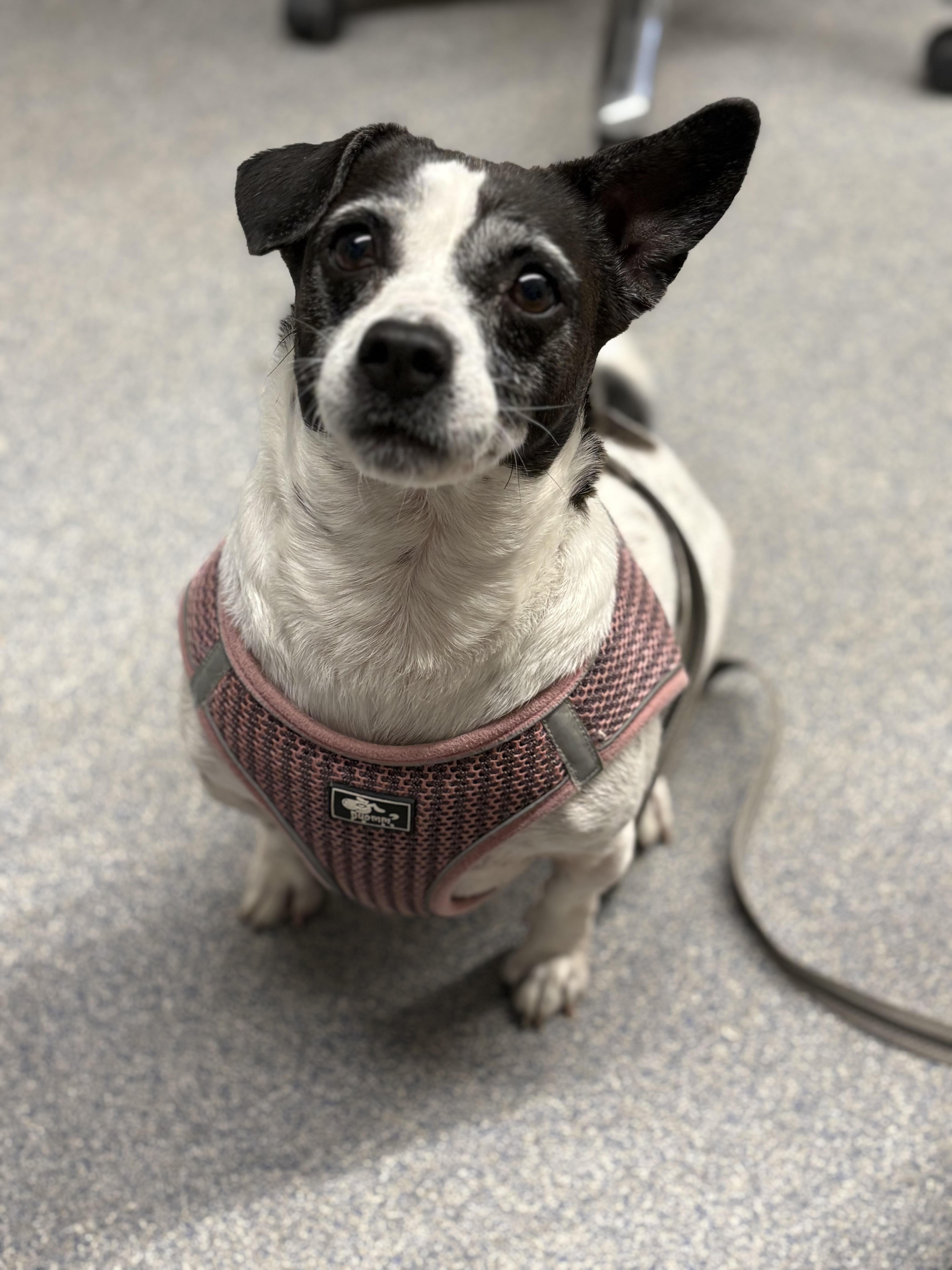 Daisy, ADOPTABLE, Adult Female Rat Terrier & Jack Russell Terrier.