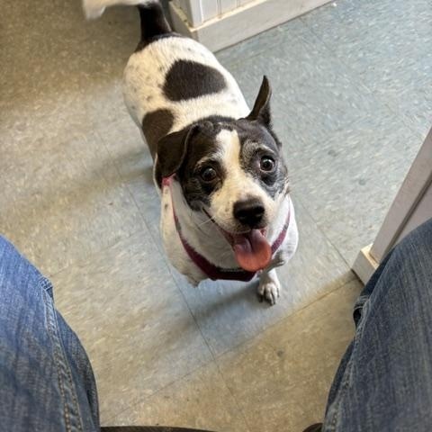 Daisy, a ADOPTABLE mixed breed in Turners Falls, MA image 3/3