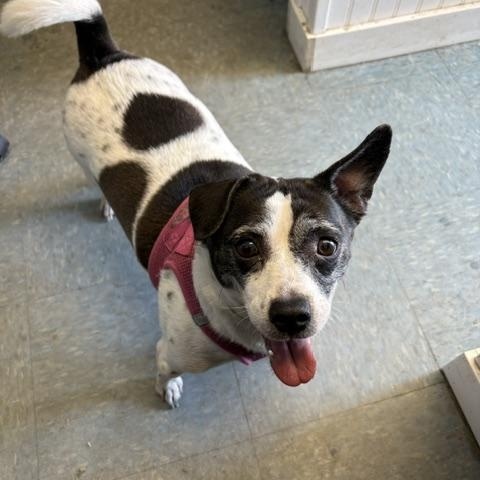 Daisy, ADOPTABLE, Adult Female Rat Terrier & Jack Russell Terrier.