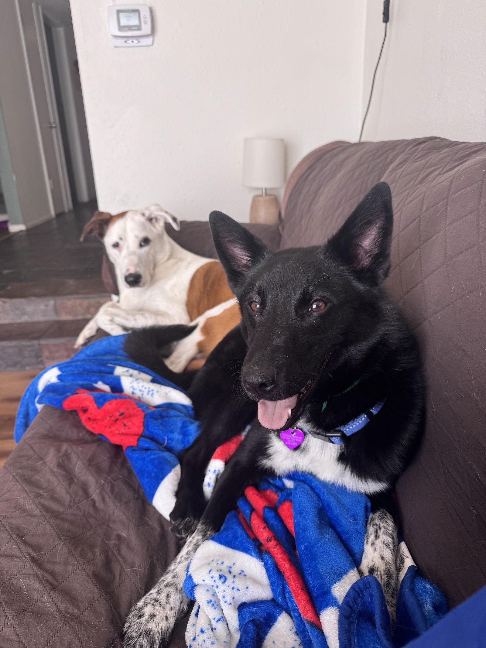 Juniper #2, Adopted, Young Female Australian Cattle Dog / Blue Heeler.