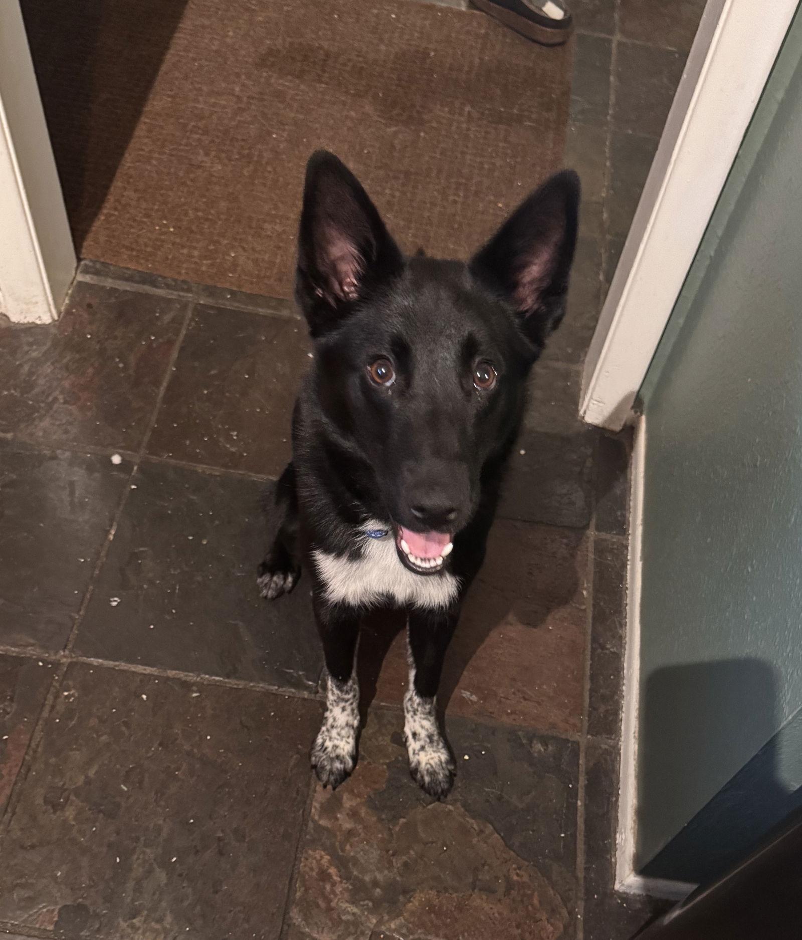 Enlarge Juniper #2, a Adopted Australian Cattle Dog / Blue Heeler in Aurora, CO image 2/3