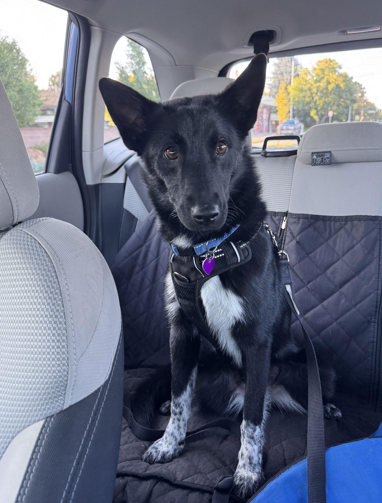 Enlarge Juniper #2, a Adopted Australian Cattle Dog / Blue Heeler in Aurora, CO image 3/3