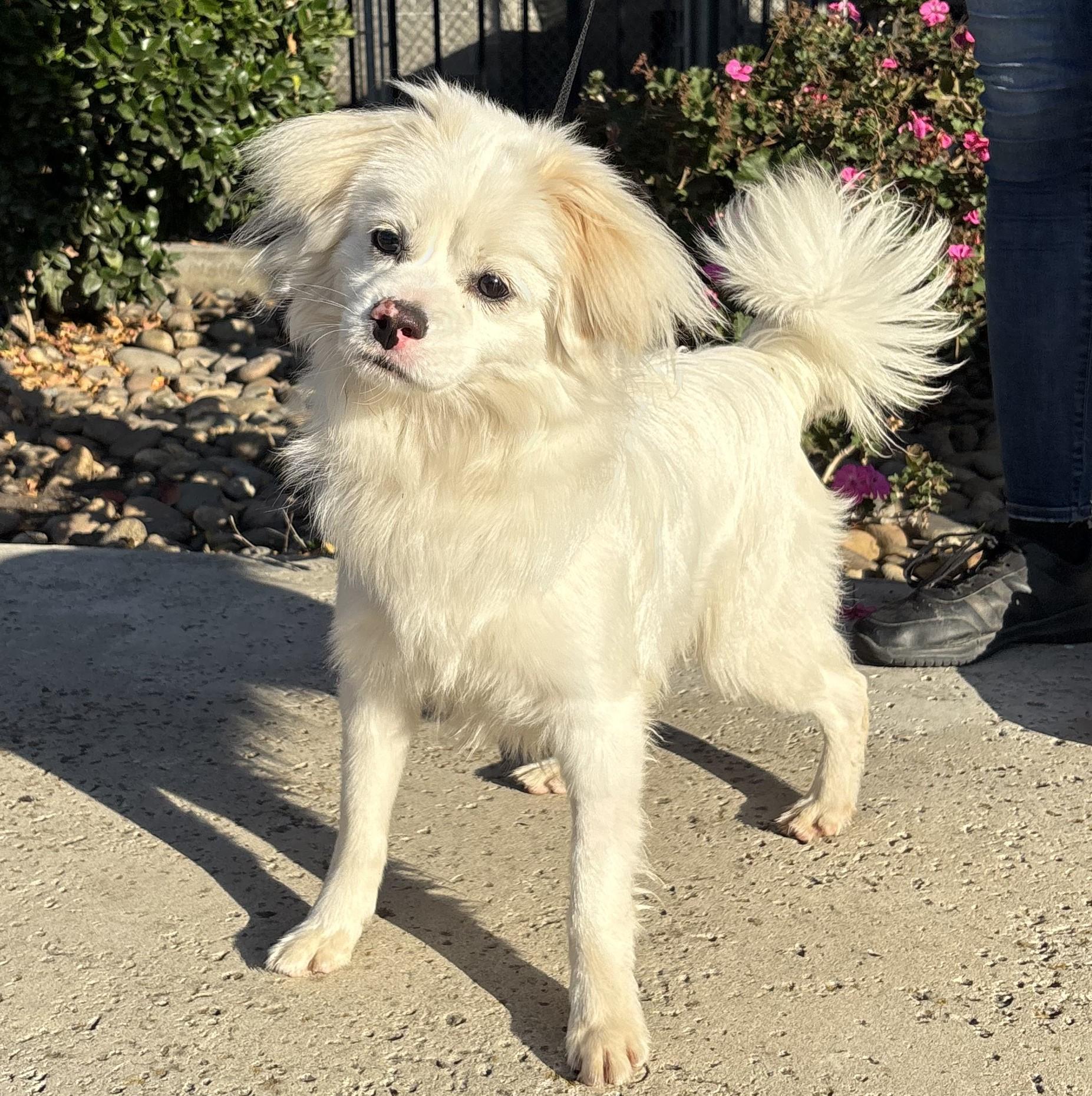 Casper, a Adoptable mixed breed in Lathrop, CA image 1/2