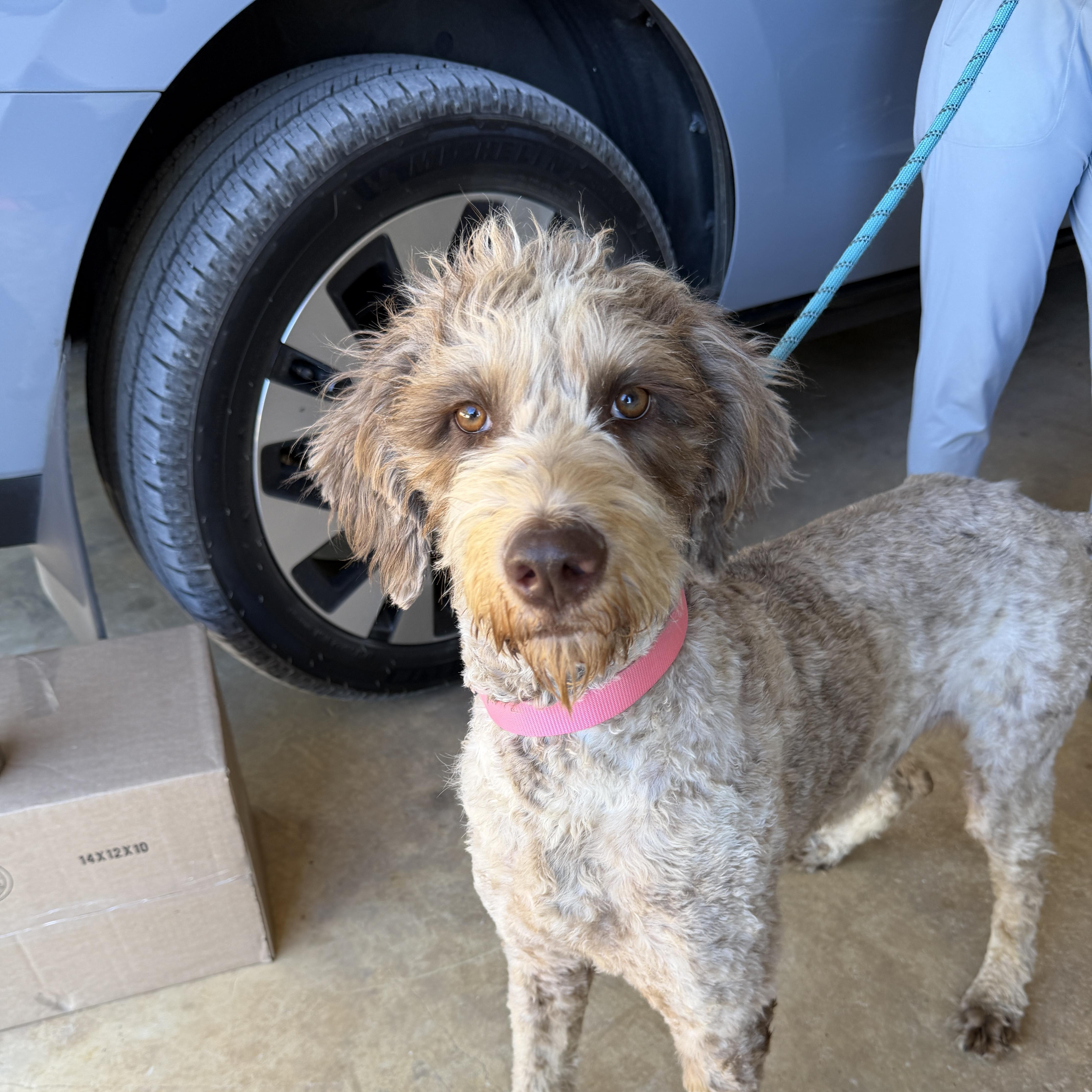Enlarge Tallulah, a Adoptable Goldendoodle in Smithfield , RI image 3/4