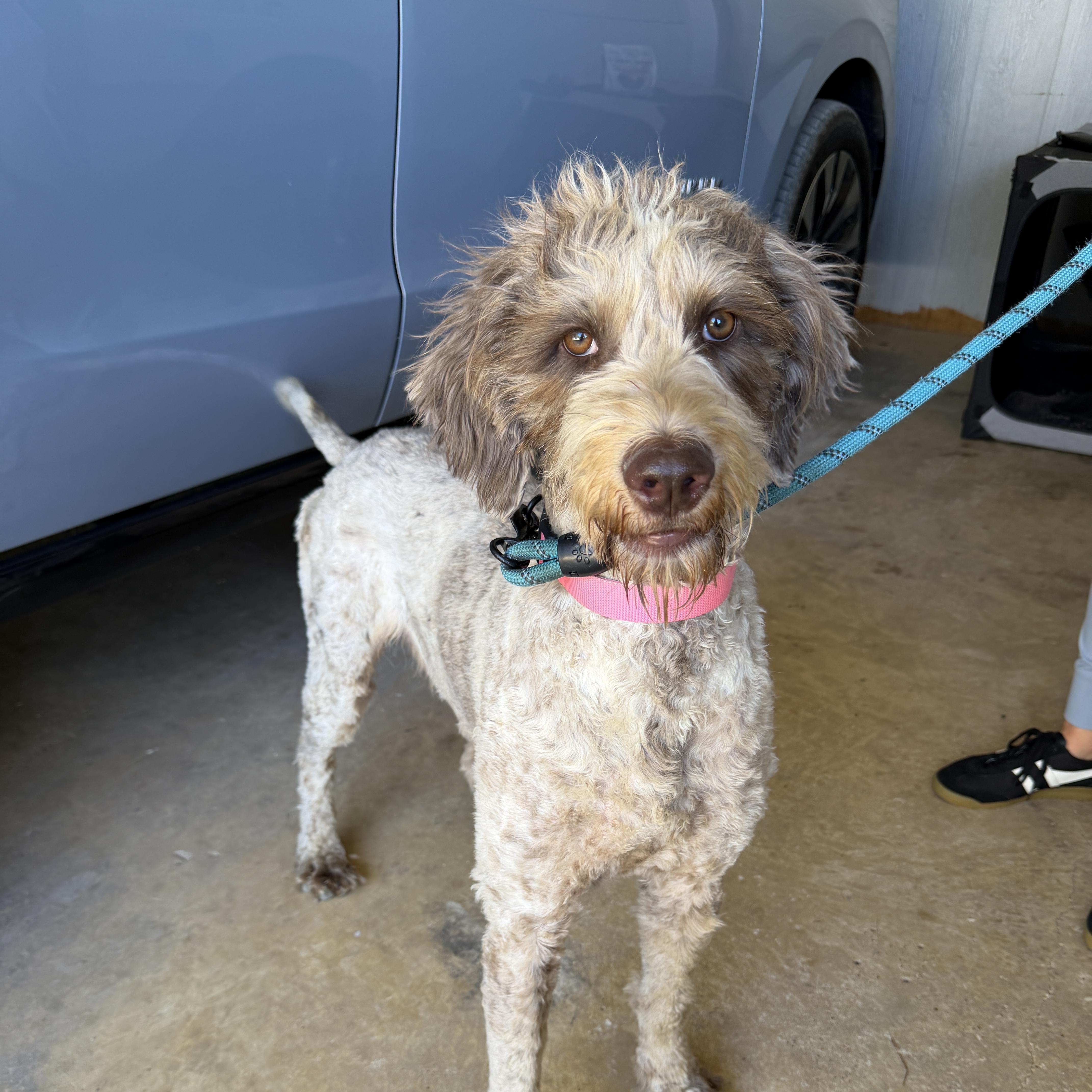 Tallulah, Adoptable, Young Female Goldendoodle.