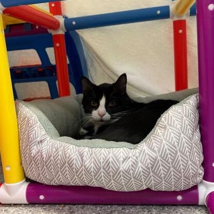 Tipsy, Adoptable, Young Male Domestic Short Hair.