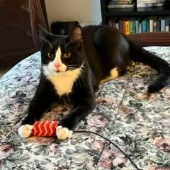 Enlarge Tipsy, a Adoptable Domestic Short Hair in Enfield, NH image 2/5