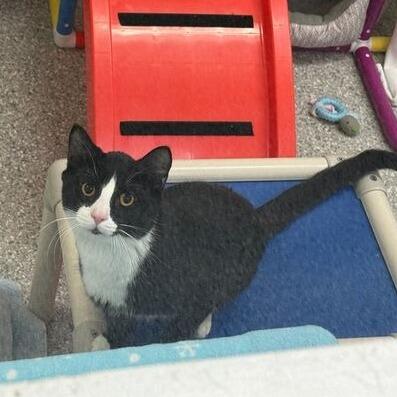 Enlarge Tipsy, a Adoptable Domestic Short Hair in Enfield, NH image 3/5