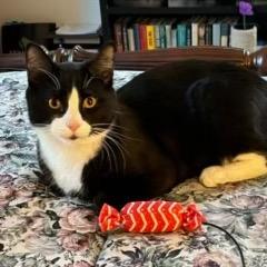 Enlarge Tipsy, a Adoptable Domestic Short Hair in Enfield, NH image 4/5