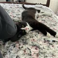 Enlarge Tipsy, a Adoptable Domestic Short Hair in Enfield, NH image 5/5