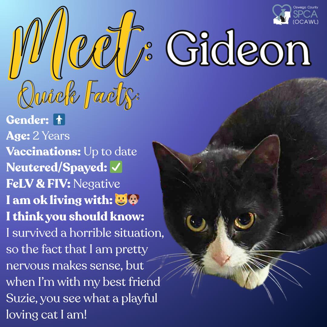 Enlarge Gideon, a ADOPTABLE Domestic Short Hair in Fulton, NY image 1/3