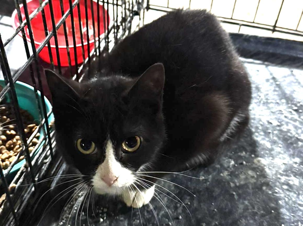 Enlarge Gideon, a ADOPTABLE Domestic Short Hair in Fulton, NY image 3/3